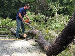 Best Tree Trimming and Pruning  in Albion, IN